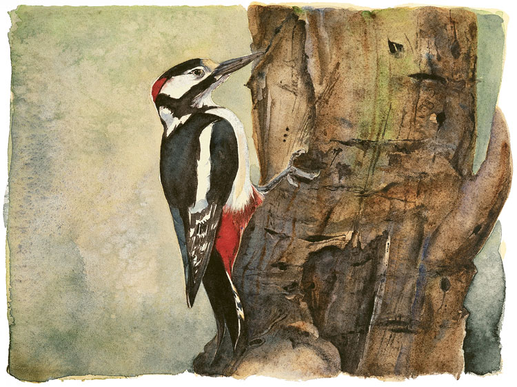 the-lost-spells-jackie-morris-great-spotted-woodpecker-limited-edition-print