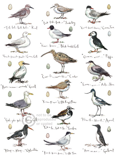 Madeleine Floyd - Coastal Birds