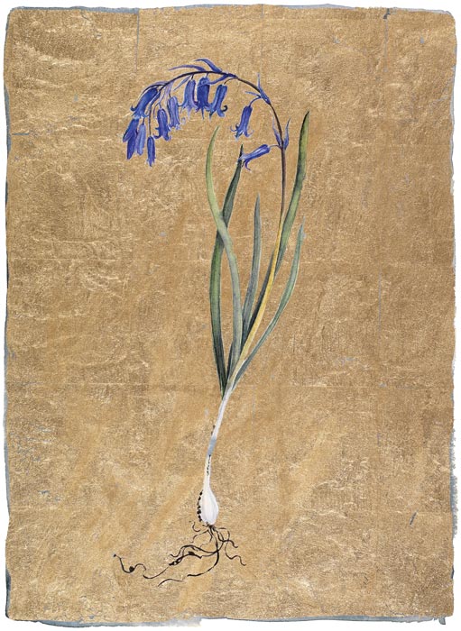 JM8030-The-Lost Words-Jackie-Morris-Bluebell-Signed-Limted-Edition-Print.