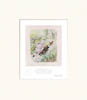 Beatrix-Potter-Tabitha-Twitchit
